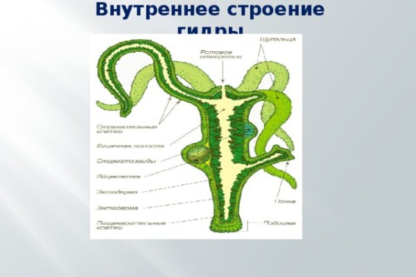 Kraken zerkalo официальный сайт